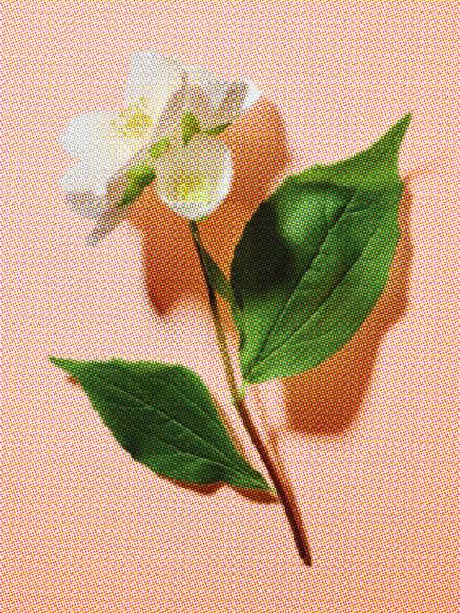 Ep Fragrances Bannerbox 4 MAX&Co.